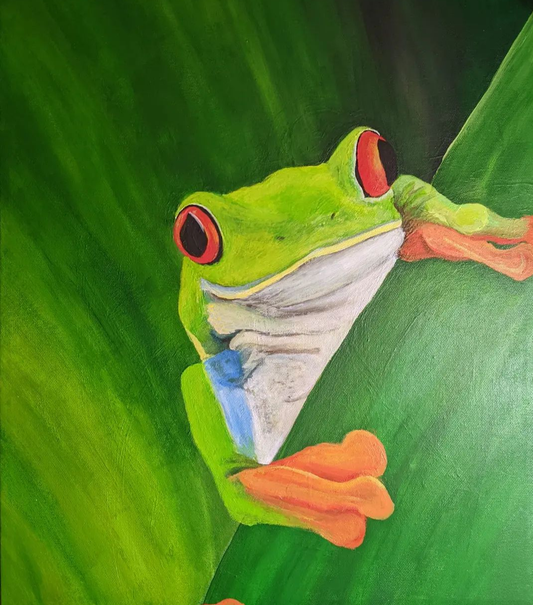 Red Eyed Tree Frog